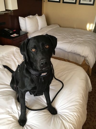 Jake at the New York LaGuardia Airport Marriott. Jake prefers to lie horizontally and hog the bed so I book hotel rooms with two beds.